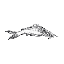 From a guide to common. Catfish Sketch Stock Illustrations 428 Catfish Sketch Stock Illustrations Vectors Clipart Dreamstime
