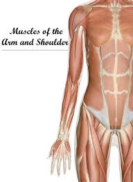 Do you know the power of the hemi 'cuda? Muscle Names My Memory