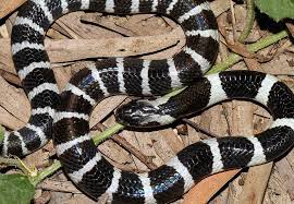 Juvenile Many Banded Krait Bungarus Multicinctus Multicinctus In 2021 Snake Poisonous Snakes Snake Hides