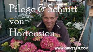 Hortensien gehören zu den beliebtesten blumen und sind in vielen gärten als blütenpracht anzutreffen. Pflege Und Schnitt Von Hortensien Youtube
