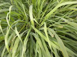 Space plants 24 inches apart. Lemon Grass Diseases And Pests Description Uses Propagation