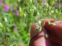 Image result for Briza minor