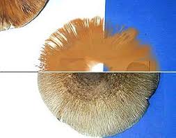 Spore Print Wikipedia