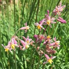 Image result for Tulbaghia alliacea