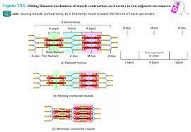 Sliding Filament Mechanism Of Muscle Contraction Anatomy And Physiology Study Notes Nursing Study