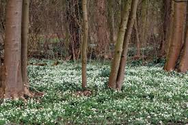 Summer flowering bulbs for shade uk. Which Shade Loving Bulbs To Plant Now For Spring Houzz Uk