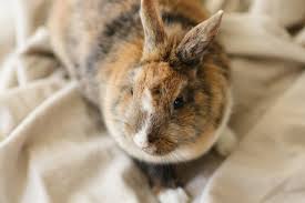 We did not find results for: Estee Lauder Partners With Cruelty Free International To End Animal Testing Cruelty Free Kitty