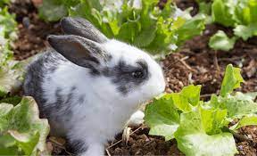 All rabbits are herbivores, whether they live in the wild or are kept as pets. What Lettuce Can Rabbits Eat Romaine Iceberg Red Leaf