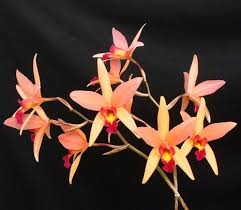 Image result for Polystachya campyloglossa