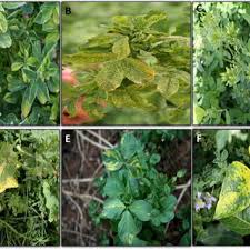 We did not find results for: Virus Like Symptoms On Alfalfa A B And C Weed D Sonchus Download Scientific Diagram