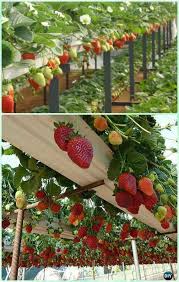 10 Platzsparende Erdbeergarten Pflanzgef E Ideen Pflanzen Catherina Modern Design In 2020 Strawberry Garden Backyard Vegetable Gardens Hydroponic Strawberries