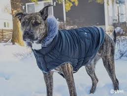 Dog Clothes Dog Coats Dog Fashion At Baxterboo