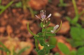 Image result for Cleome monophylla