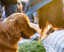 Federal laws have no provisions. How To Afford Animal Therapy The Simple Dollar