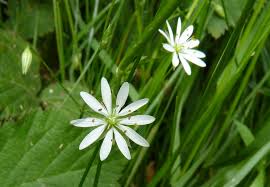 Image result for Stellaria sennii