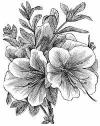 Miscellaneous Illustrations Flower Drawing Flower Tattoo Azalea Flower