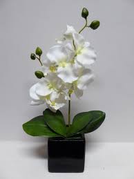 Arrangements available for fast delivery. 34cm White Orchid In Black Pot Uk Gardens Co Uk