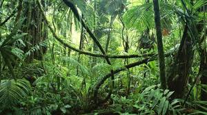 I can warmly recommend him to anyone who visits drake bay or corcovado national park. Corcovado National Park One Of The World S Most Spectacular Places