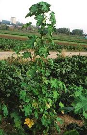 Image result for Malva verticillata