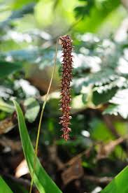 Image result for Bulbophyllum cochleatum