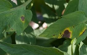 Image result for Septoria leaf spot of tomato