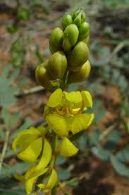 Image result for Senna italica