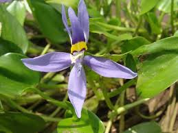 Image result for Heteranthera
