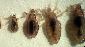 Lice create a powerful glue with their saliva to attach lice eggs to hair so a nit has no chance of falling off a hair strand. What Do Lice Look Like The Video Is Kinda Gross But Necessary
