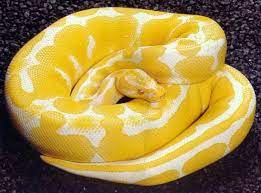 48 yellow burmese python premium high res photos. How Amazing Yellow Snake Snake Cute Snake
