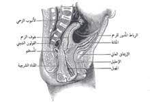 Any of the strong fibres (= strips of tissue) in the body that connect bones ligament. Ø±Ø¨Ø§Ø· Ø§Ù„Ø±Ø­Ù… Ø§Ù„Ù…Ø³ØªØ¯ÙŠØ± ÙˆÙŠÙƒÙŠØ¨ÙŠØ¯ÙŠØ§