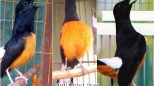 Jul 12 2019 ekor dengan panjang 23 cm harga rp 45 juta. Suara Burung Murai Batu Mp3 Lengkap Om Kicau