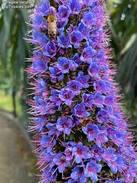 Image result for Exochaenium exiguum