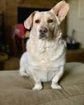 Corgi Lab Mix: Two Very Different Dogs Come Together