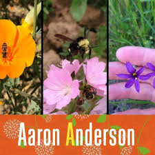 Beautiful bumble bee on scabious (pincushion flower). 94 Aaron Anderson Which Native Plants Are Best For In Your Garden For Oregon Bees Osu Extension Service