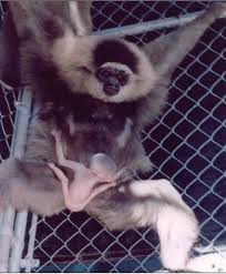 Image result for Hylebates cordatus