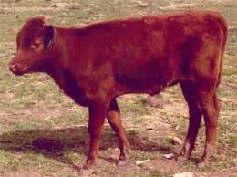 Image result for images The Red Heifer