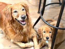 Golden Retrievers for Therapy - Facility - Companionship