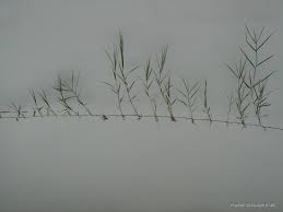 Image result for Cynodon incompletus