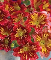 The colors are quite bold and vibrant. Salpiglossis Royal Red Bicolor Annual Flowers Spring Flowers Full Shade Plants