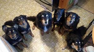 Black And Tan Australian Shepherd English Shepherd 6 Black And Tan English Shepherds English Shepherd Dog Cat Cute Animals