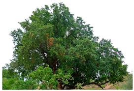 Image result for Ebenaceae