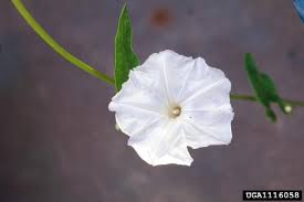 Image result for Ipomoea aquatica