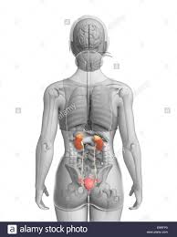 This site is designed as a supplement to laboratory dissections exploring introductory mammalian anatomy and physiology — it is basic and many details have been omitted for clarity. Anatomy Of The Female Abdomen And Pelvis Stock Photo Alamy