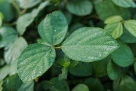 Image result for Calopogonium mucunoides