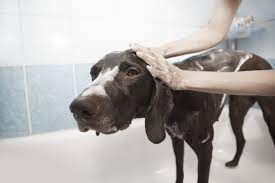 4 wash your dog with white vinegar. Can You Bathe A Dog In Baby Shampoo V1 Lenze Com Tr
