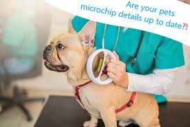 Once your pet's microchip is registered, you can view your account online any time. Are Your Pets Microchip Details Up To Date Vetkind Pty Ltd