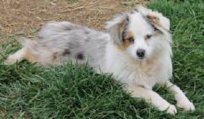 Black And White Aussie Blue Eyes Pin On Pets