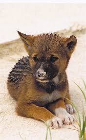 Dingo Pup Fraserisland Queensland Australia Www Fraserisland Net Australian Animals Wild Dogs Animals