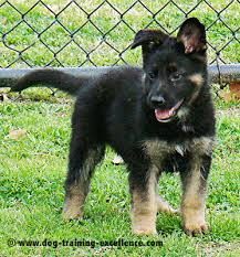The pups are teething now. German Shepherd Puppy Training Guide