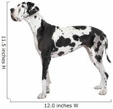 You want to see all of these dog coloring pages. Harlequin Great Dane Wall Decal Wallmonkeys Com